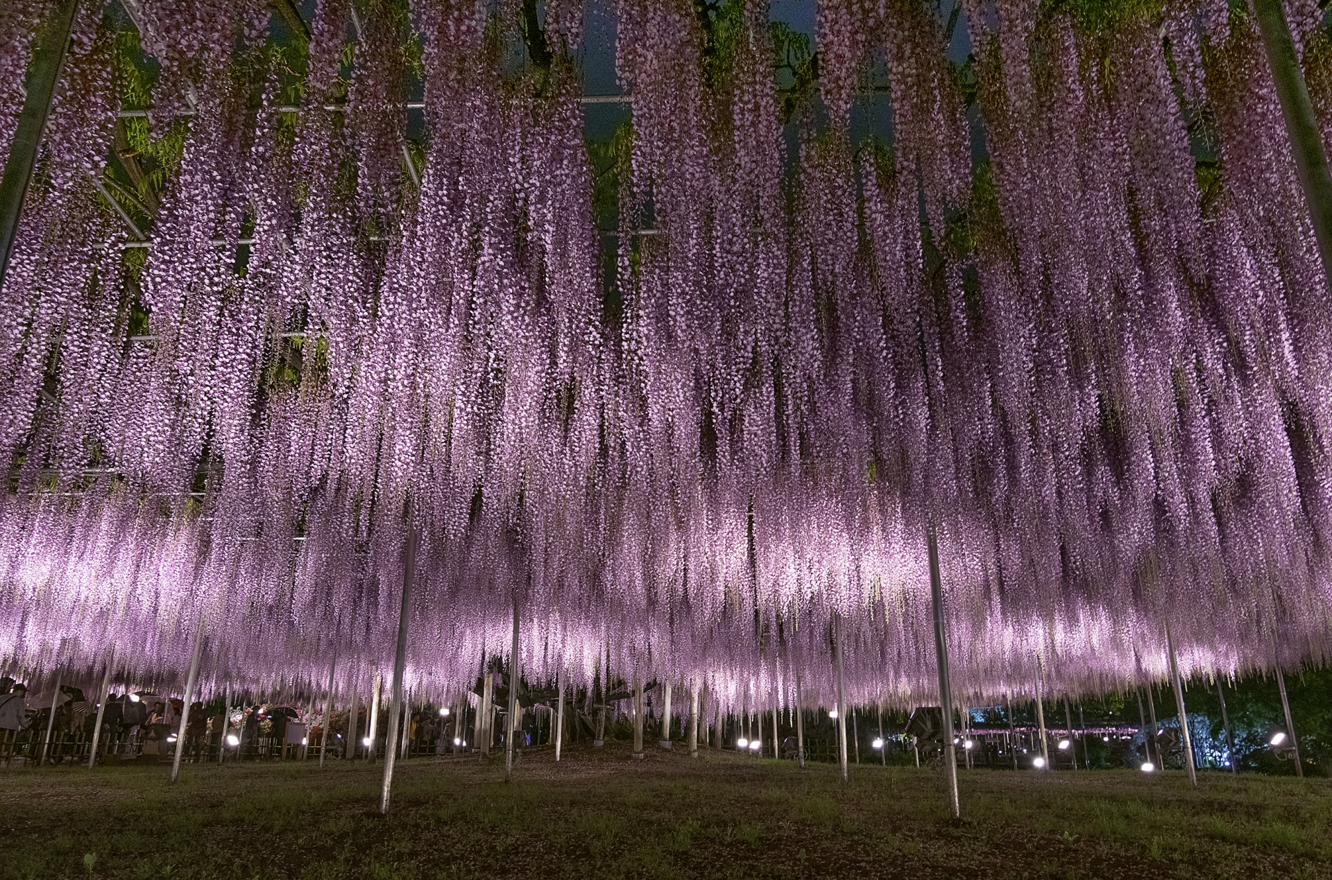 Ashikaga-flower-park