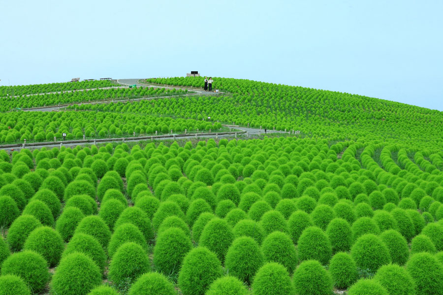 Kochia