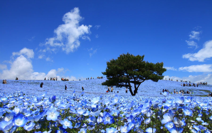 Nemophila