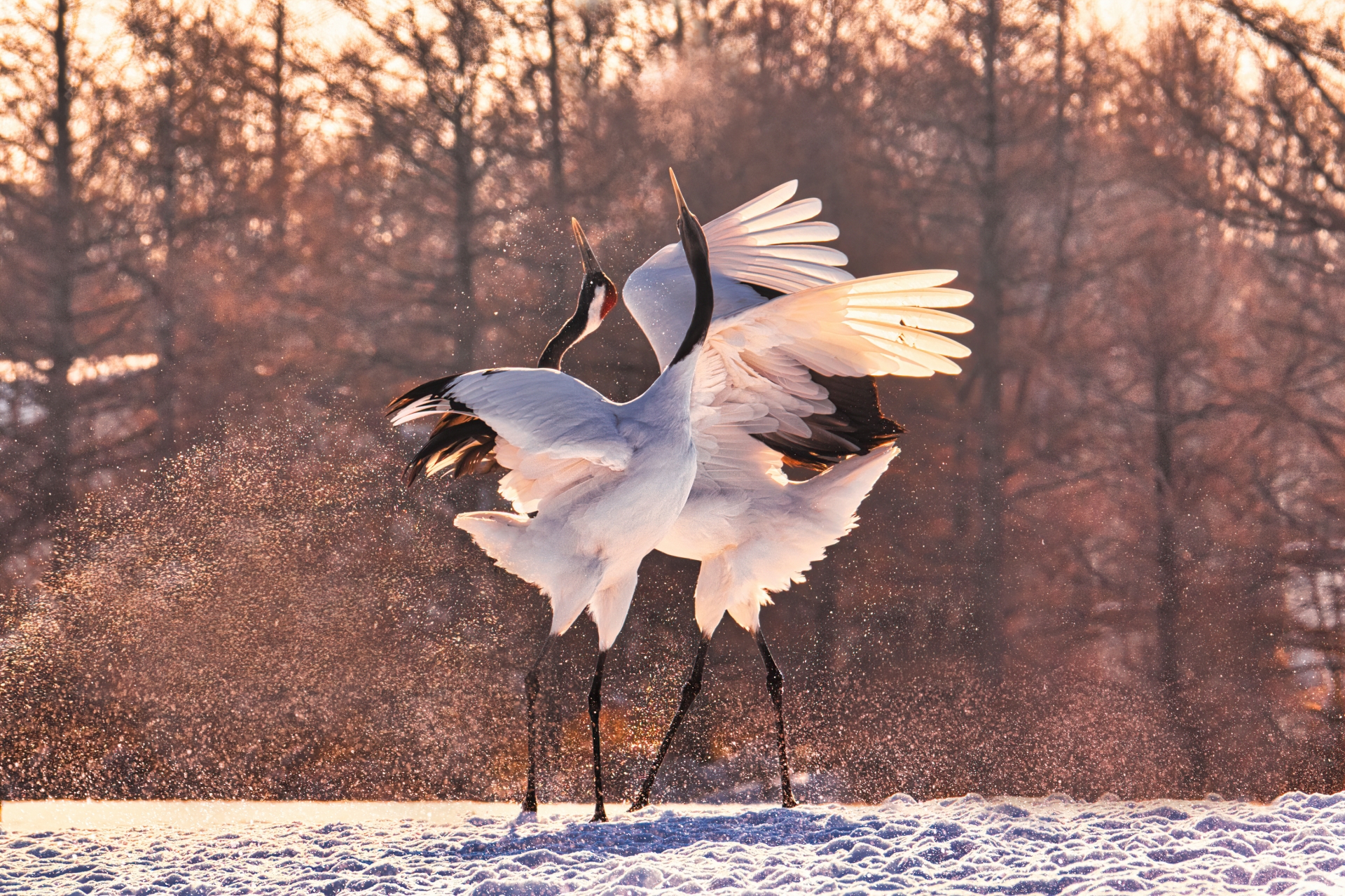 red-crowned crane