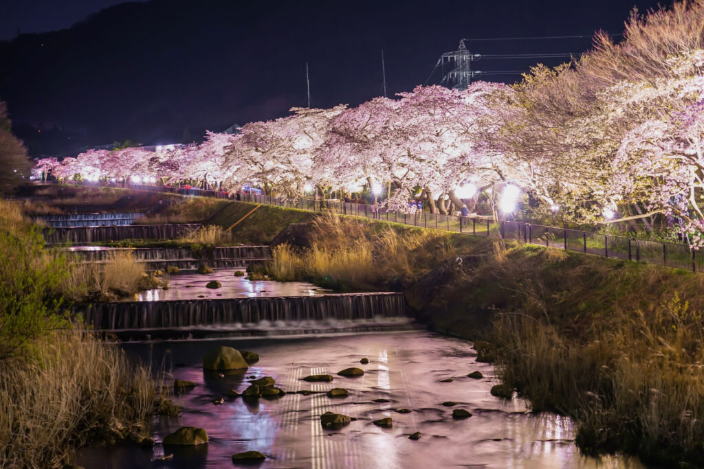 Illuminated cherry blossoms