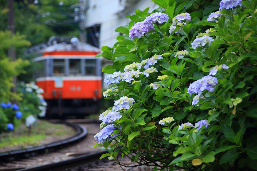 Hakone Tozan Railway and Hydrangeas