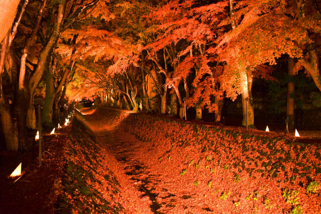 Maple Corridor