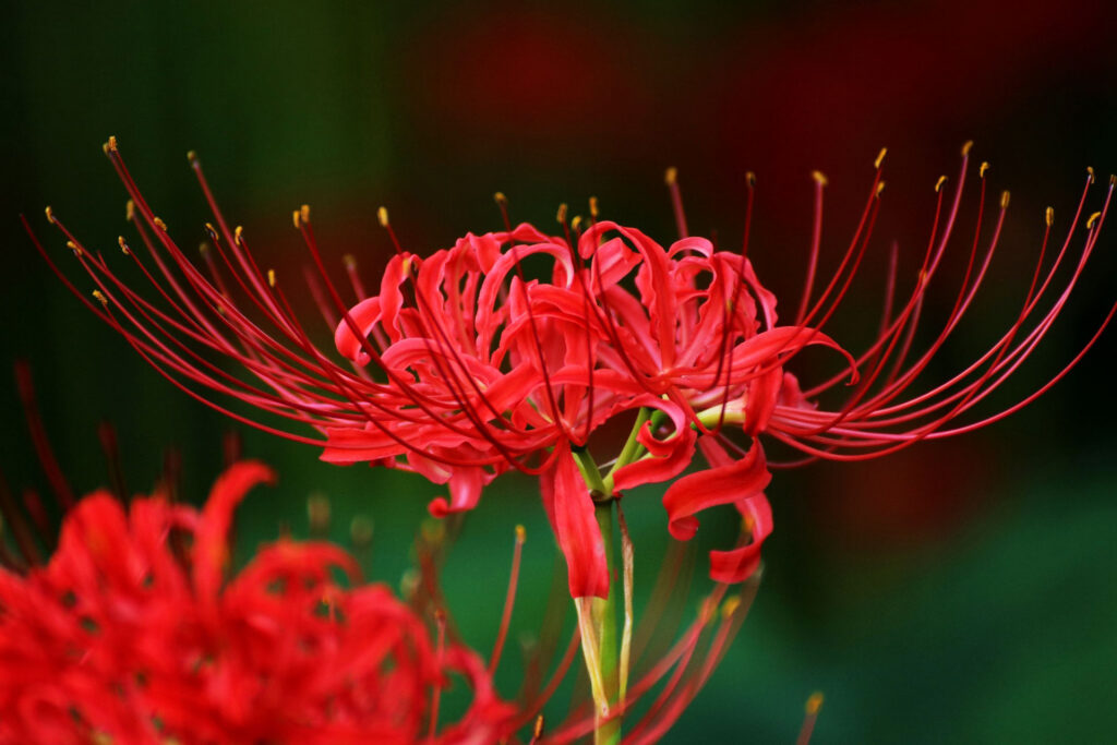 Red Spider Lilies