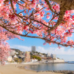 Atami-Sakura