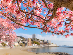 Atami-Sakura