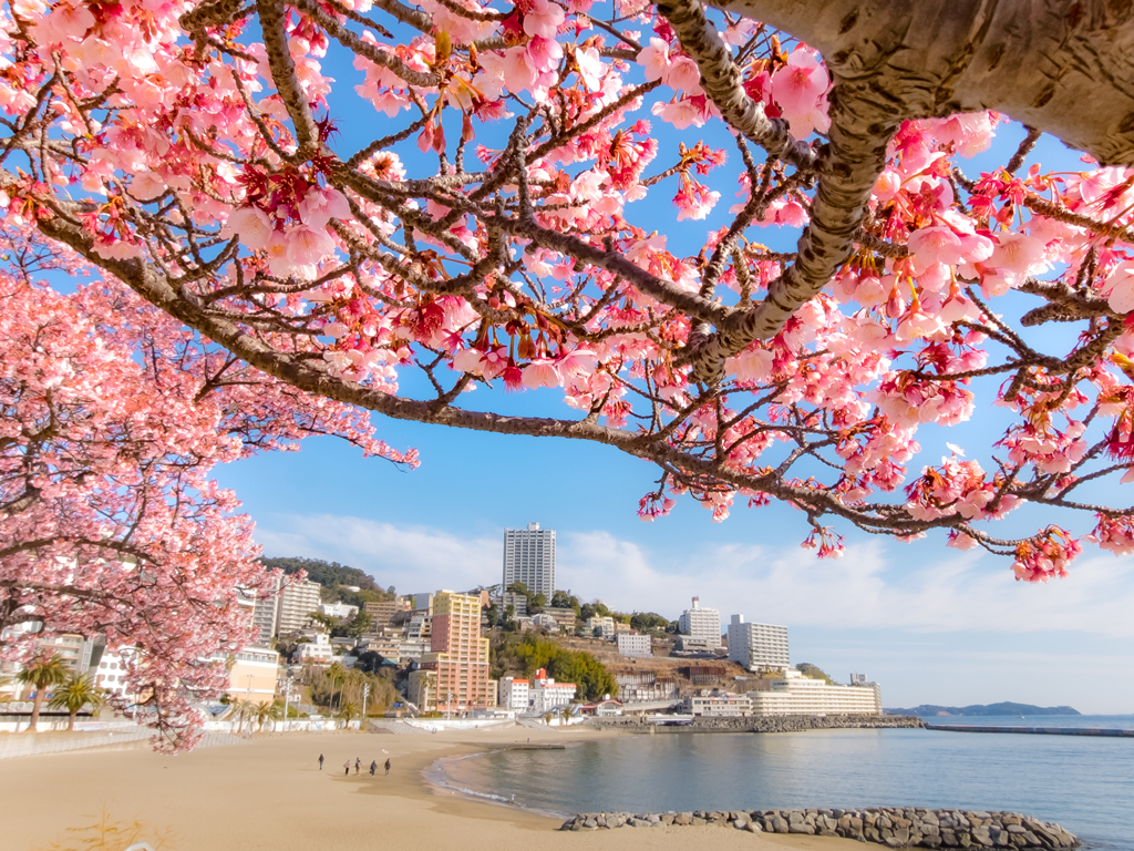 Atami-Sakura