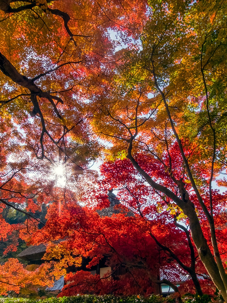 Choju-ji_temple