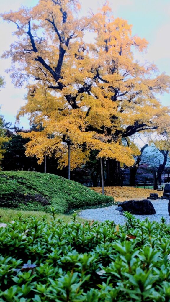 Kuhonbutsu-tree