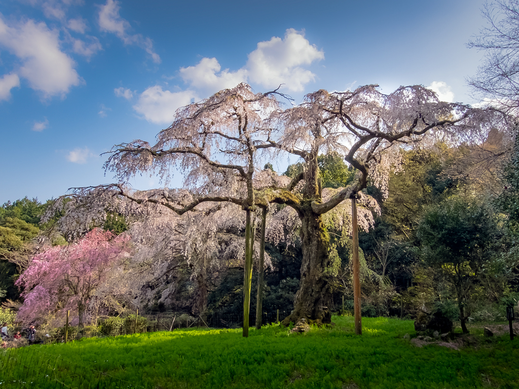 WeepingCherryTree