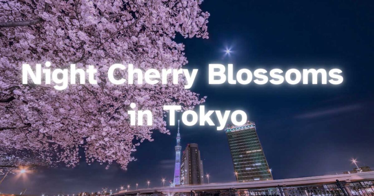 night cherry blossoms in tokyo