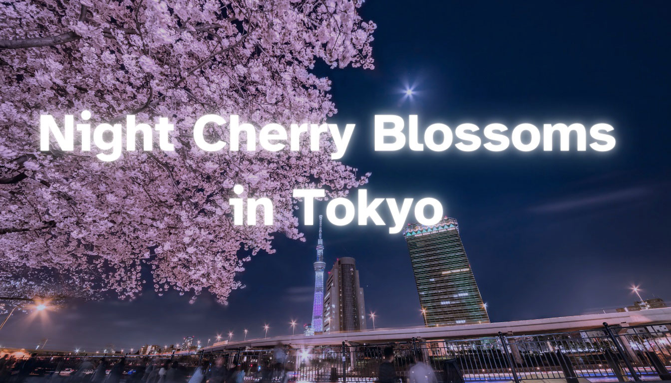 Night Cherry Blossom